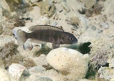 Lepidiolamprologus sp. 'meeli-boulengeri' Isanga Bay